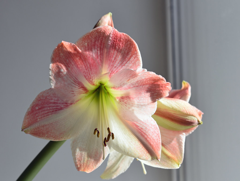 Top 10 flowering plants that only grow in winter indoor