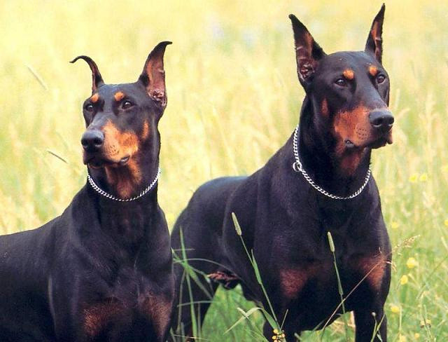 Top 10 Scariest Dog Breeds