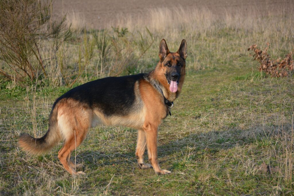 Top 10 Scariest Dog Breeds