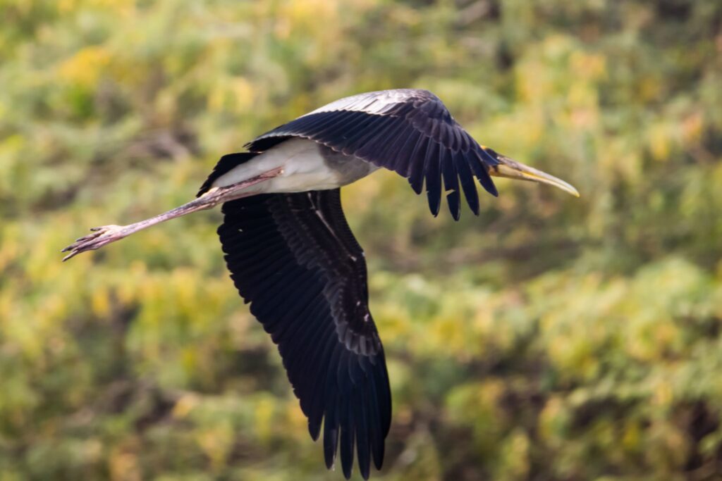 Top 10 Largest Birds in the World by Wings