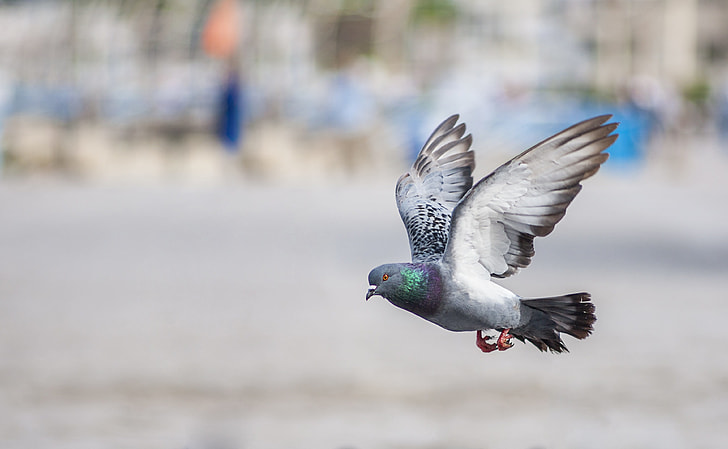 Top 10 Most Intelligent Birds in the World