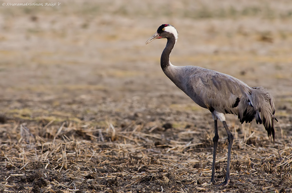 Top 10 Largest Birds in the World by Wings