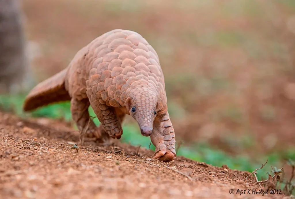 10 Rarest Animals in the World