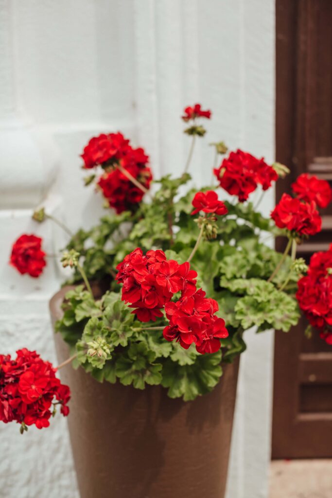 Top 10 flowering plants that only grow in winter indoor