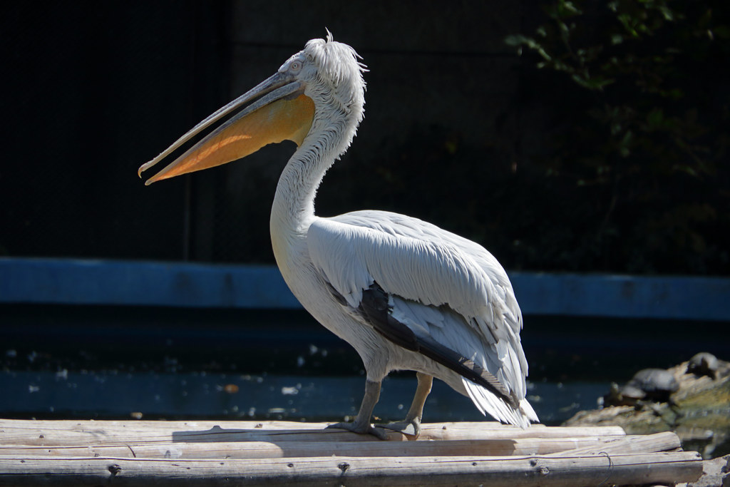 Top 10 Largest Birds in the World by Wings