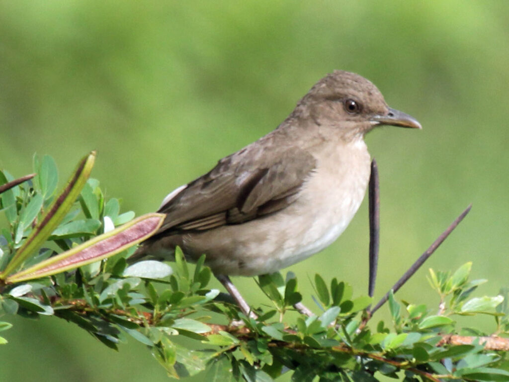 Top 10 Most Intelligent Birds in the World