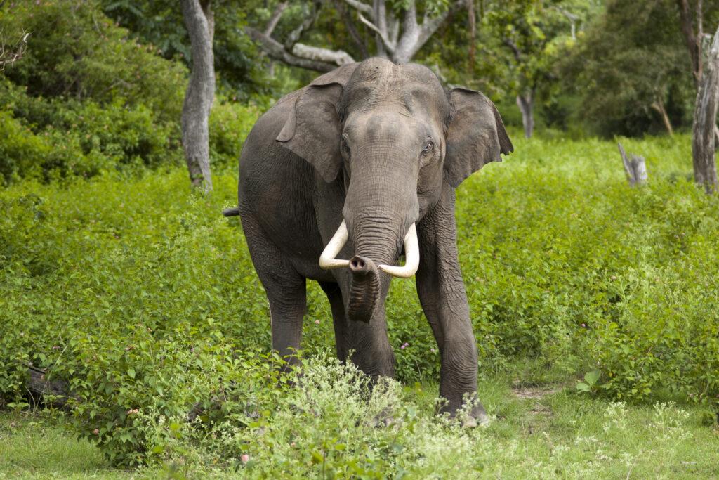 The Asian Elephant: A Majestic Giant