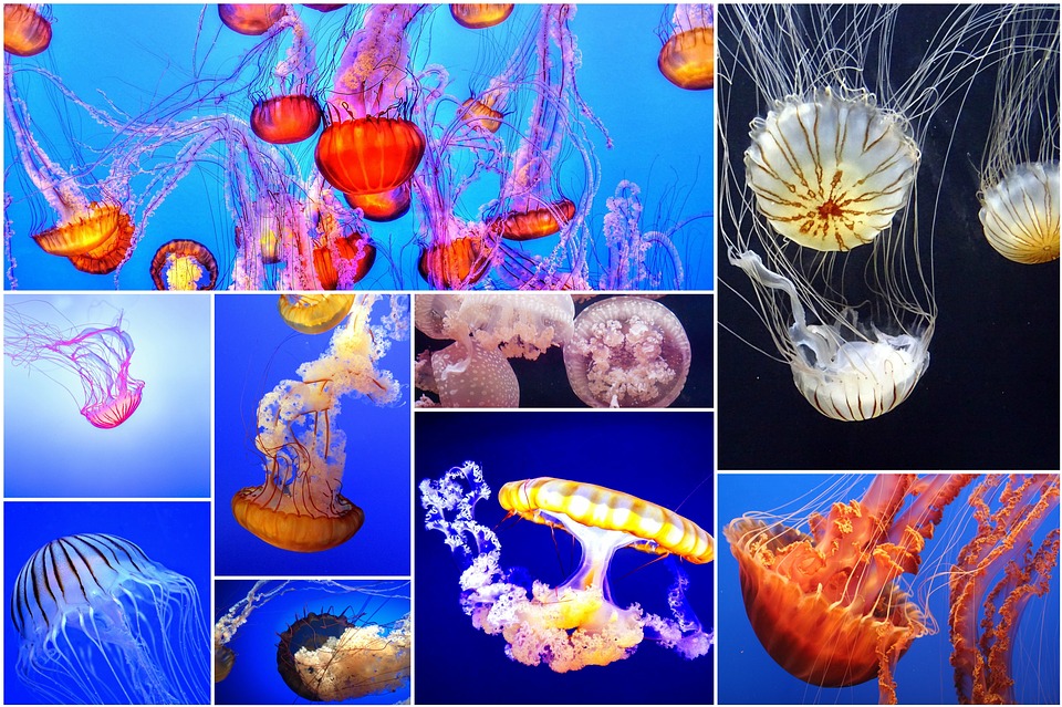 How Long Can Jellyfish Live for 1000 Years?