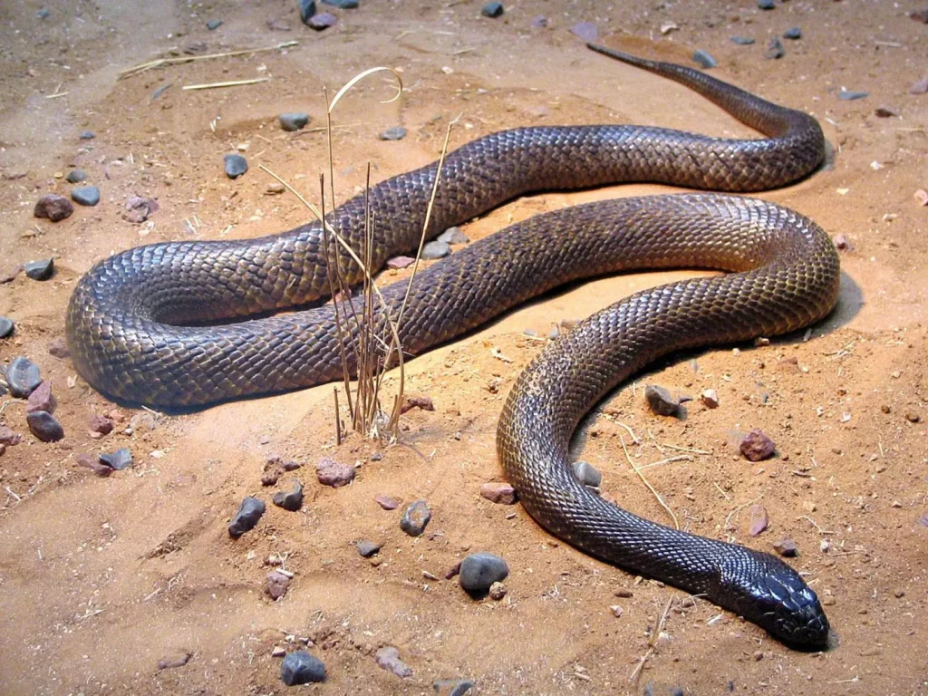 The Inland Taipan: The Most Venomous Snake in the World