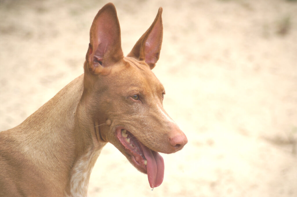 Snoot-tastic! 10 Adorably