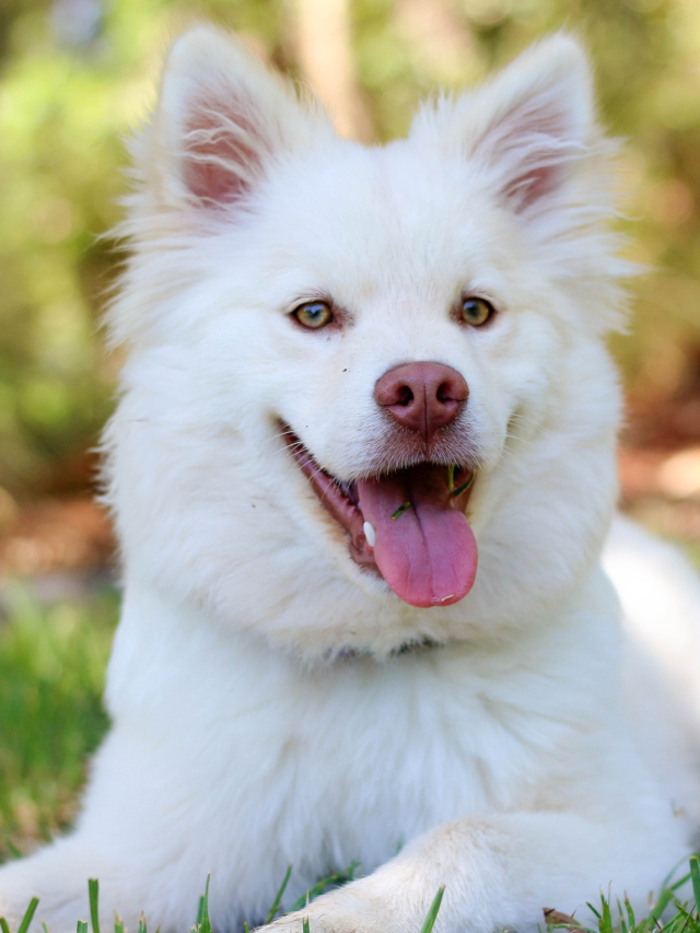 10 Adorably Long-Nosed Dog Breeds That Will Boop