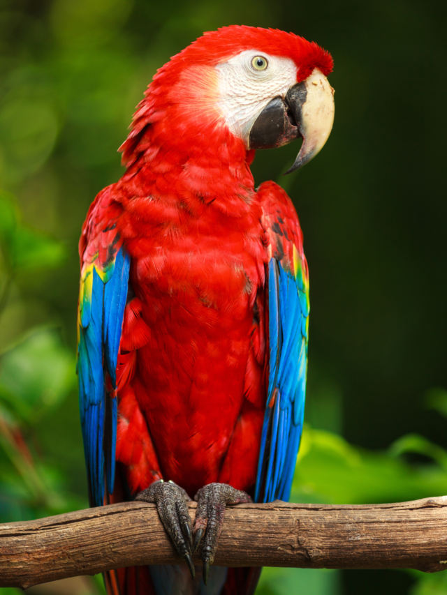 Feathered Rainbows: These 7 Pet Birds Bring a Splash of Dazzling Color to Your Home