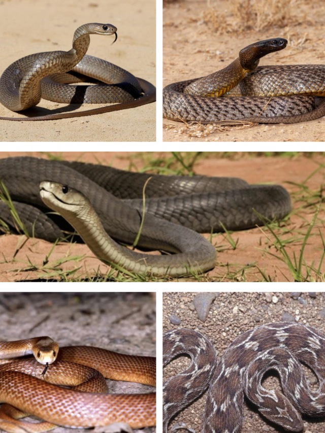 Beware the Bite: The 8 Most Dangerous Snakes in the World