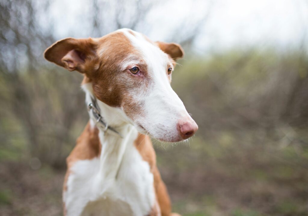 Snoot-tastic! 10 Adorably