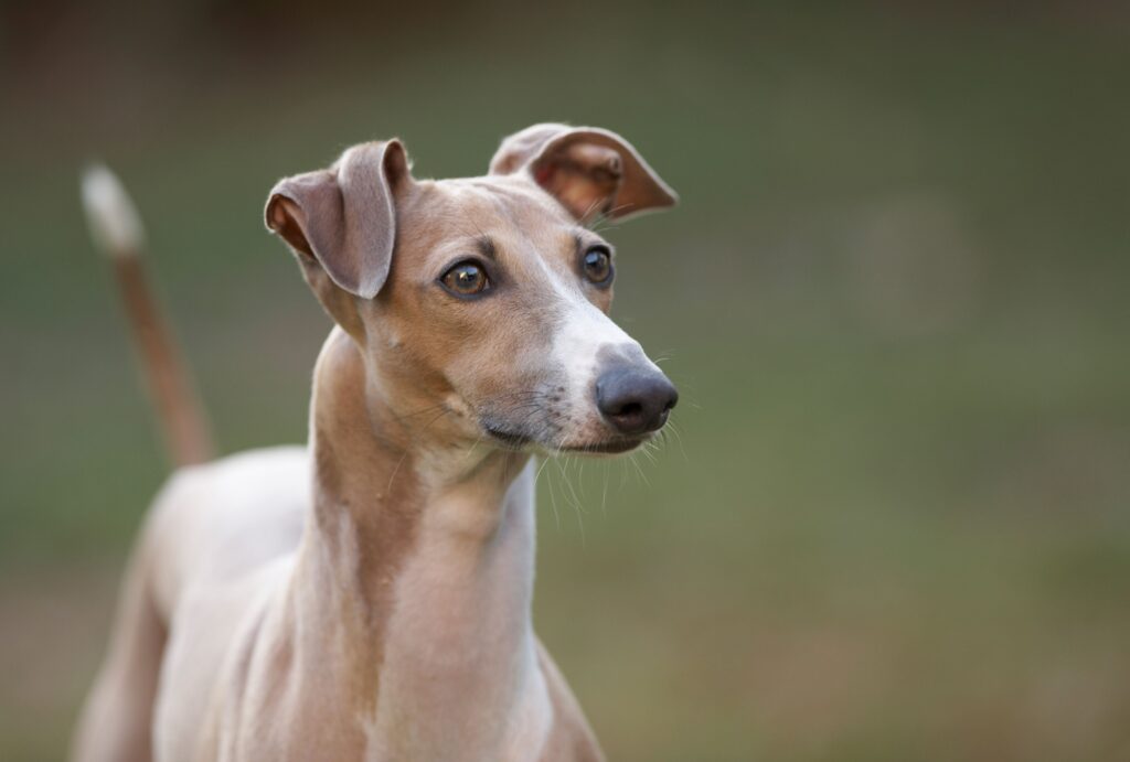 Snoot-tastic! 10 Adorably