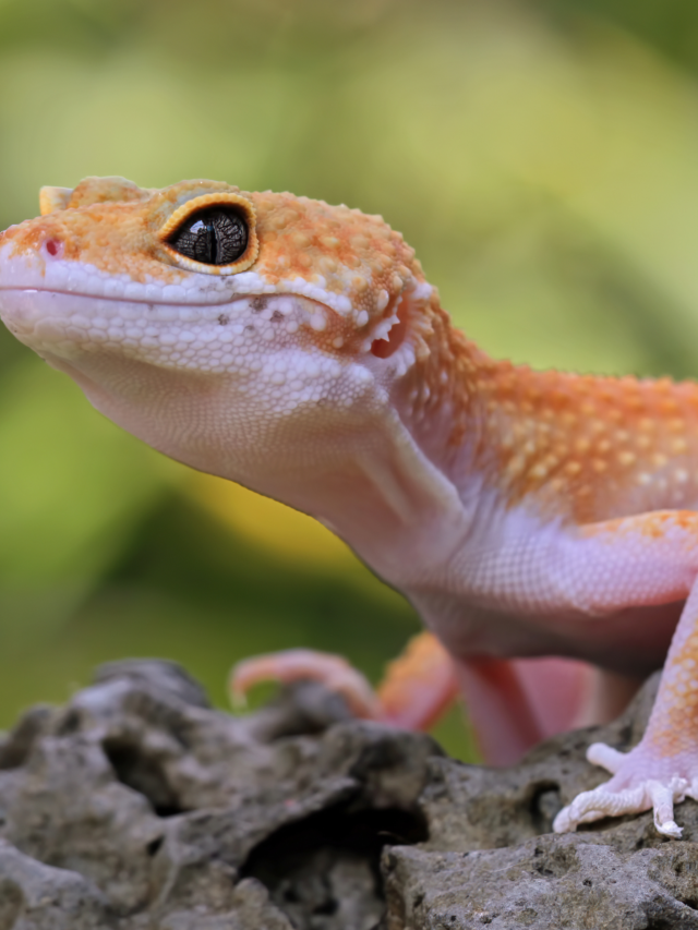 7 Exotic Pets That Thrive in Small Spaces